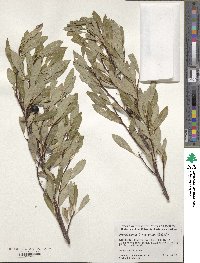 Prunus pumila var. besseyi image