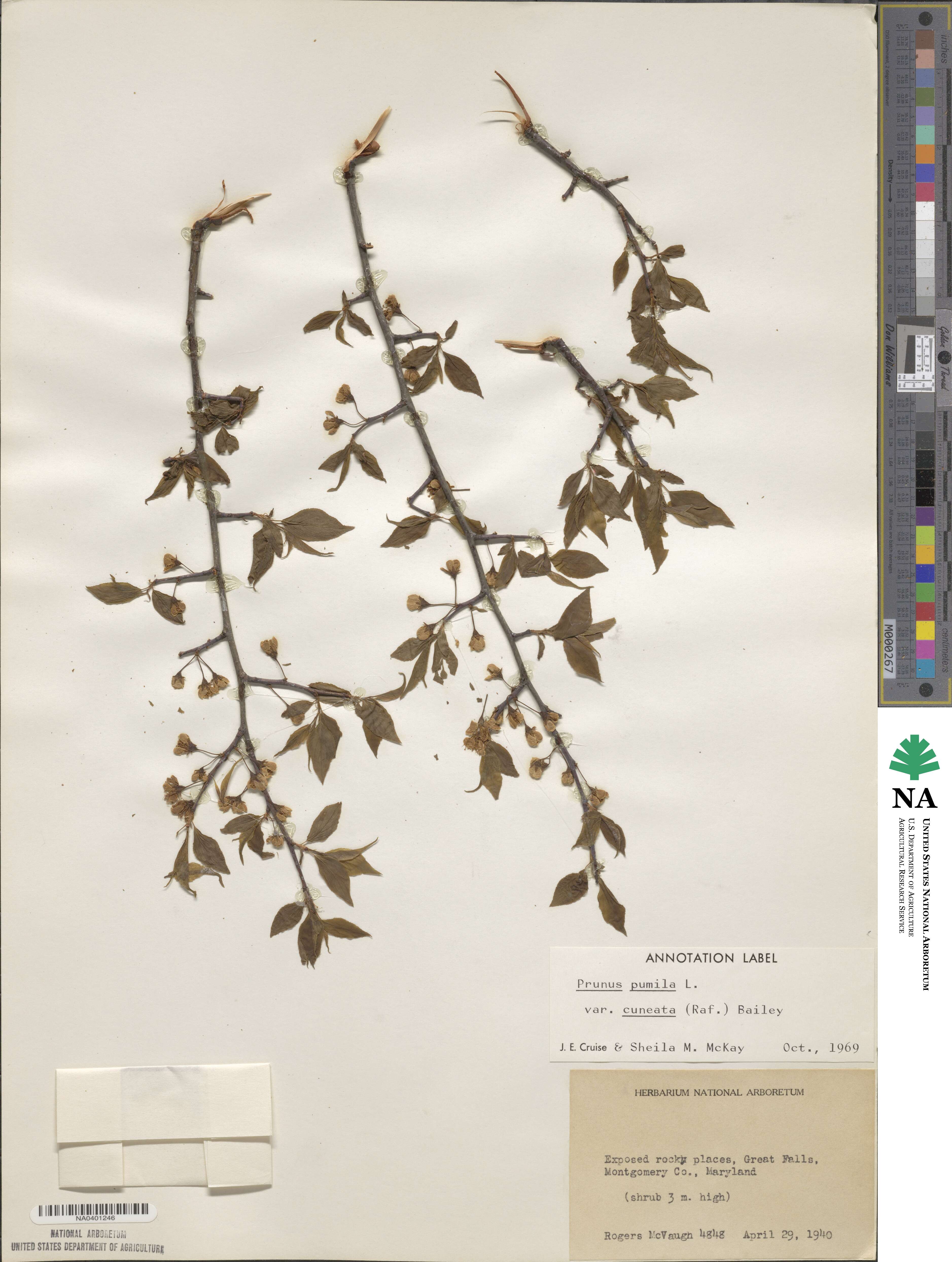 Prunus susquehanae image