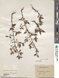 Prunus susquehanae image