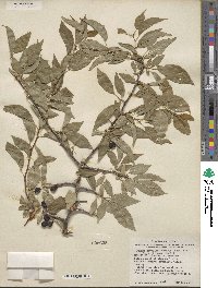 Prunus rivularis image