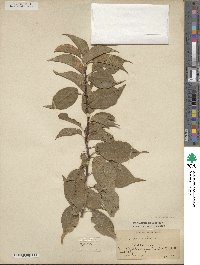 Prunus rivularis image