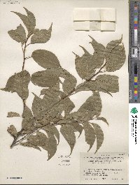 Prunus rivularis image