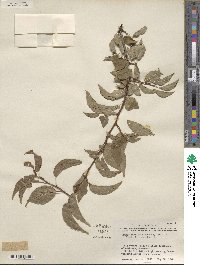 Prunus rivularis image