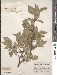 Prunus rivularis image