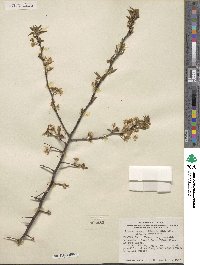 Prunus rivularis image