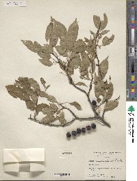 Prunus rivularis image