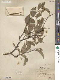 Prunus rivularis image