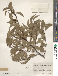 Prunus rivularis image