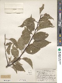 Prunus rivularis image