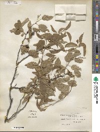 Prunus rivularis image