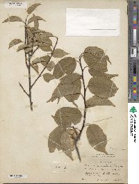 Prunus rivularis image