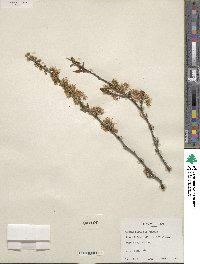 Prunus rivularis image