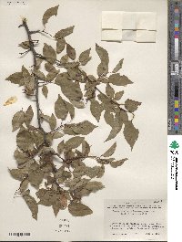 Prunus rivularis image