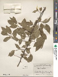 Prunus rivularis image