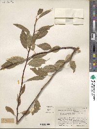 Prunus rivularis image