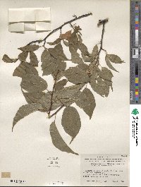 Prunus rivularis image