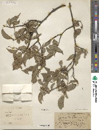 Prunus rivularis image