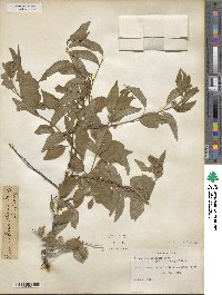 Prunus rivularis image