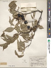 Prunus rivularis image