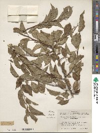 Prunus rivularis image