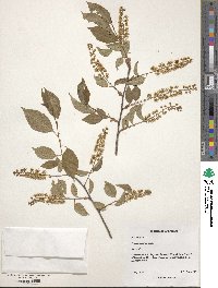 Prunus serotina image