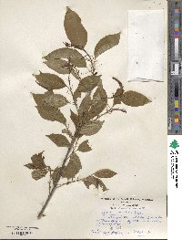 Prunus serotina image