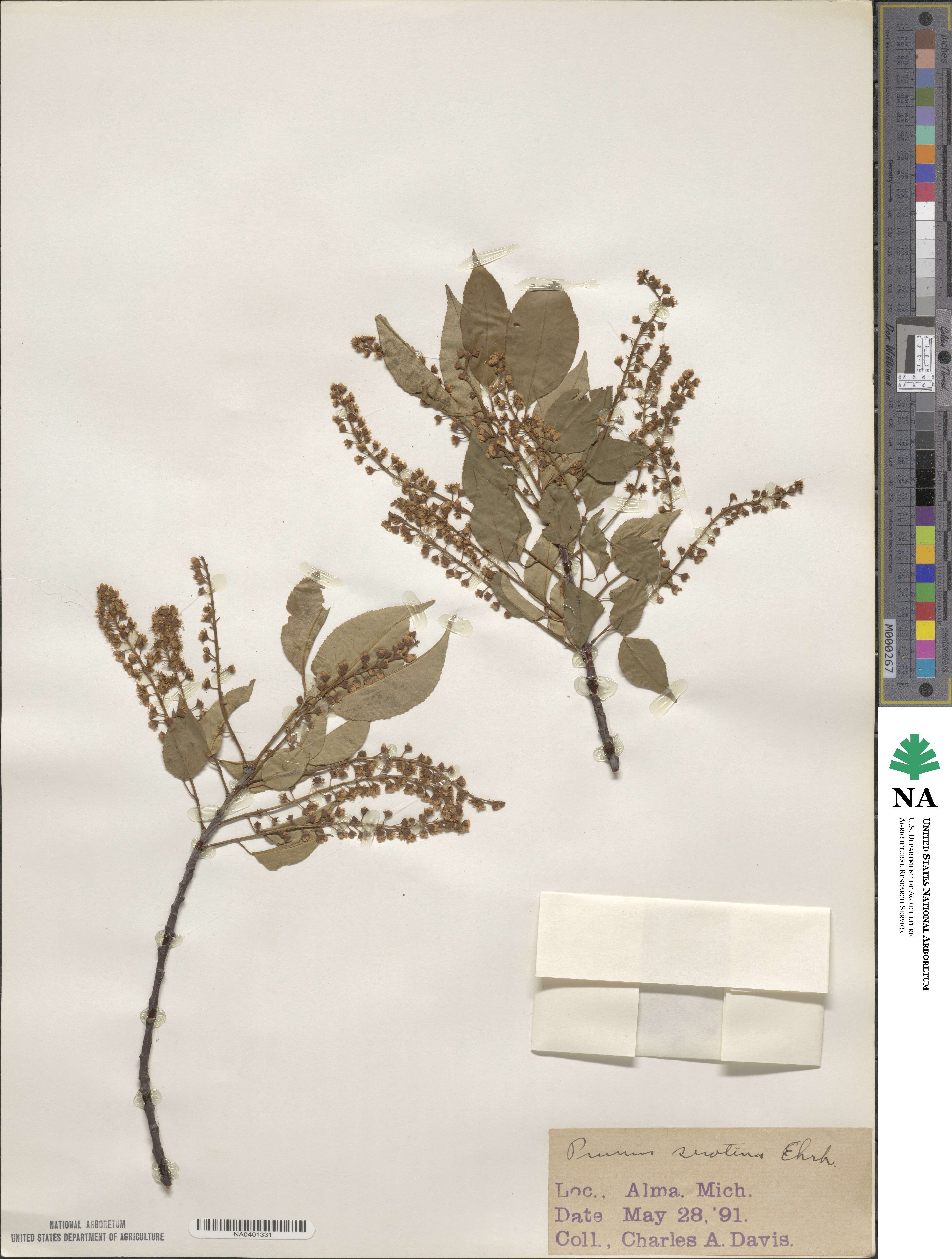 Prunus serotina image