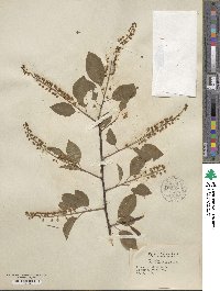 Prunus serotina image