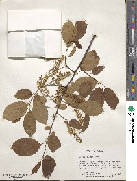 Prunus serotina image