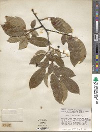 Prunus serotina image