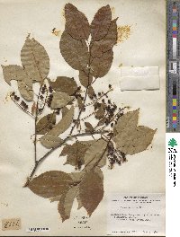 Prunus serotina image