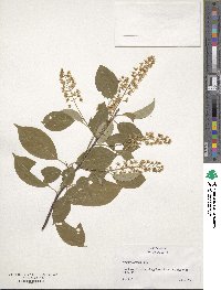 Prunus serotina image