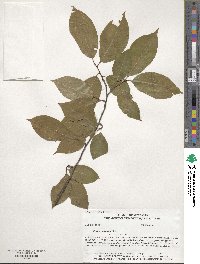 Prunus serotina image