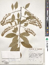 Prunus serotina image