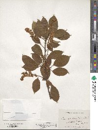 Prunus serotina image