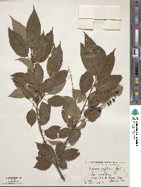 Prunus serotina image