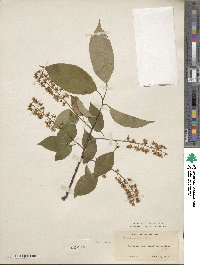 Prunus serotina image