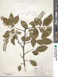 Prunus serotina image