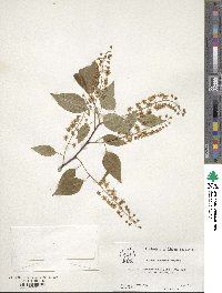 Prunus serotina image