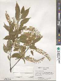 Prunus serotina image