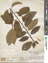 Prunus serotina image