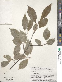 Prunus serotina image