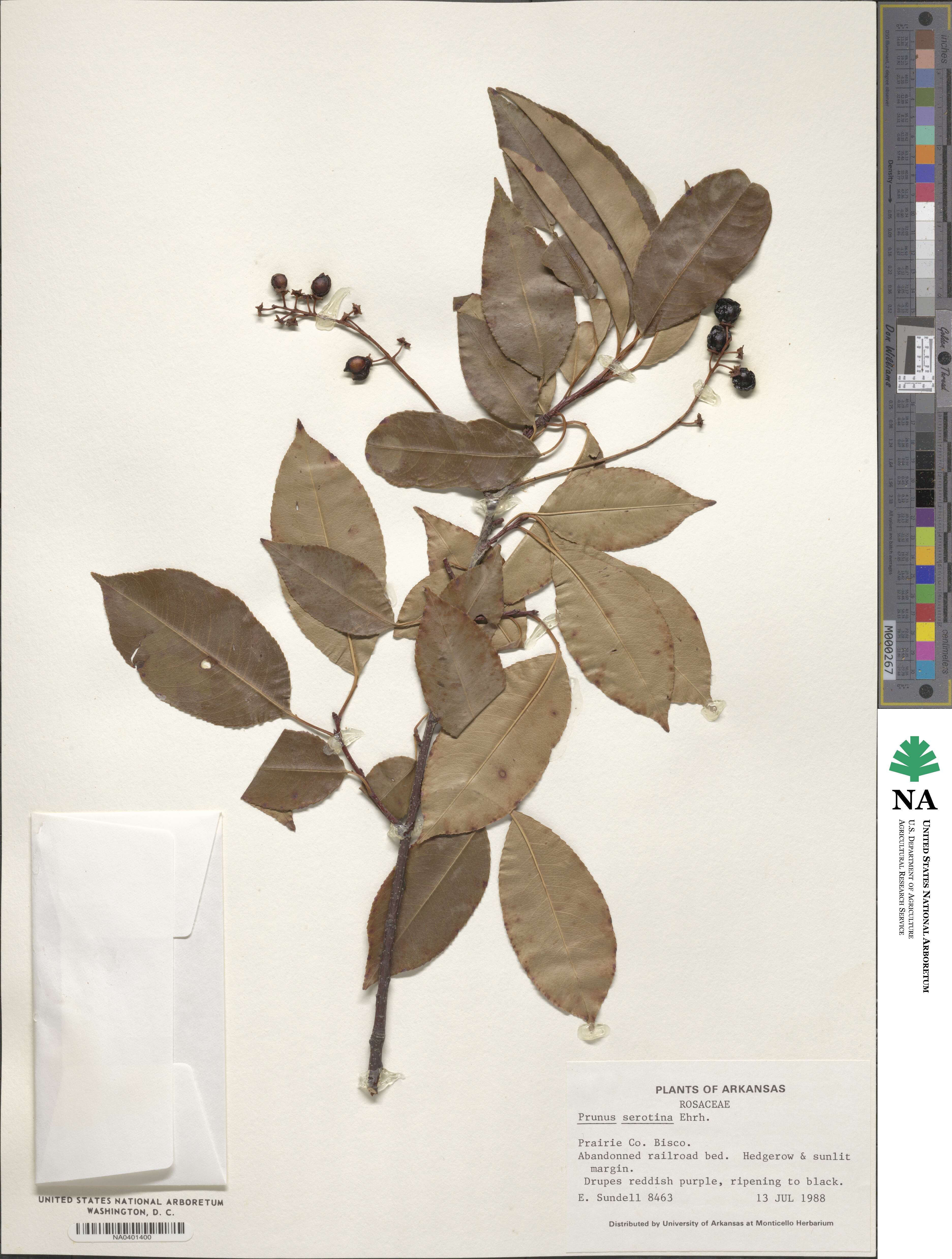 Prunus serotina image