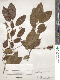 Prunus serotina image