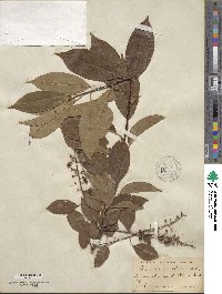 Prunus serotina image
