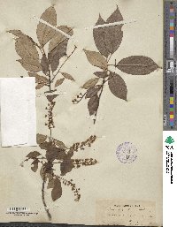 Prunus serotina image