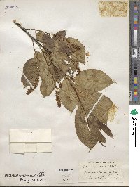 Prunus serotina image