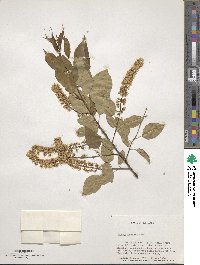 Prunus serotina image