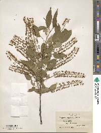 Prunus serotina image