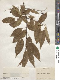 Prunus serotina image